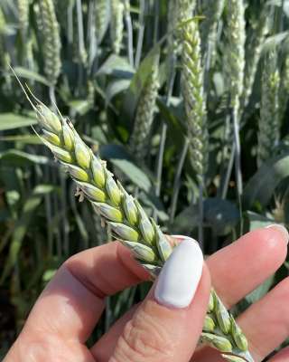 Семена пшеницы озимой купить Акапелла Арсенал Армада Бумба Багира Богема Былина Дона Донская Лира