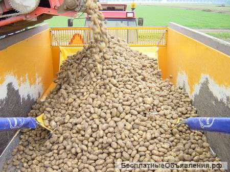 Картофель оптом от производителя