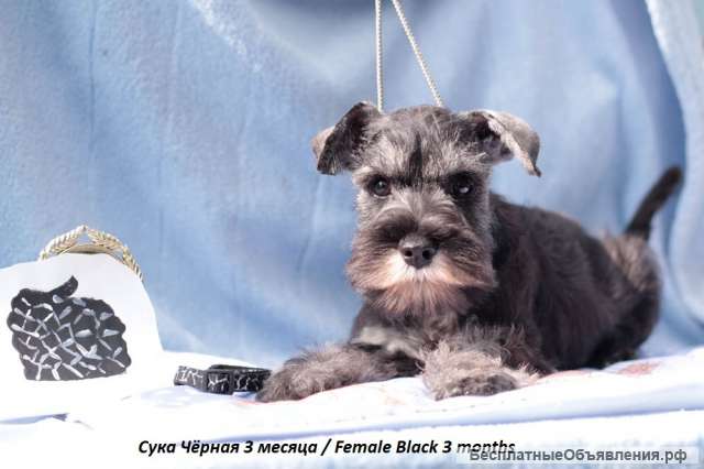 Щенки цвергшнауцера перец с солью