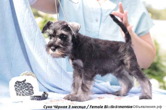 Щенки цвергшнауцера перец с солью