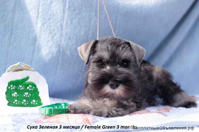 Щенки цвергшнауцера перец с солью