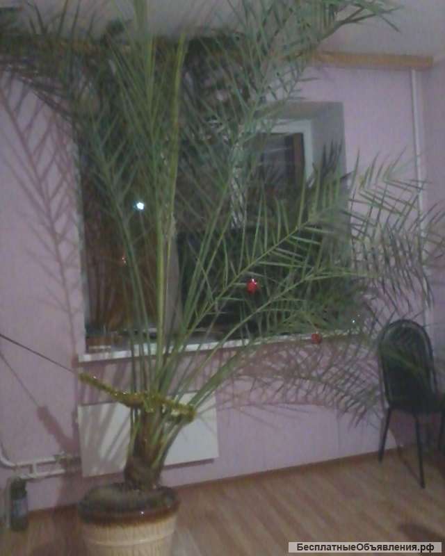Финиковая Пальма