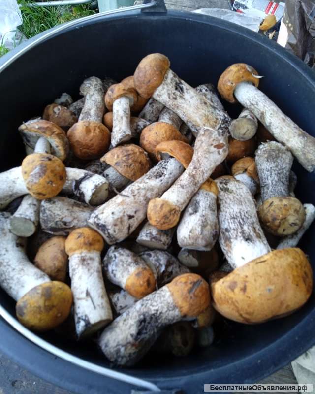 Свежие лесные грибы подосиновики