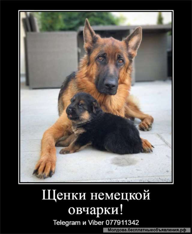 Уникальные щенки немецкой овчарки чепрачного окраса