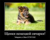 Уникальные щенки немецкой овчарки чепрачного окраса