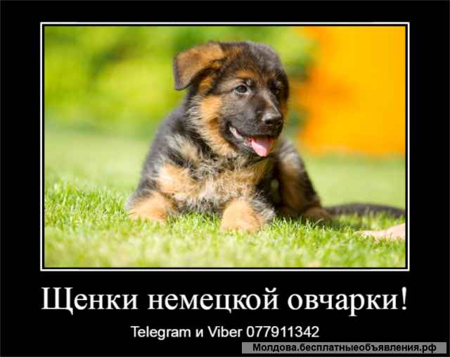 Уникальные щенки немецкой овчарки чепрачного окраса