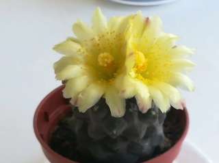 Кактус Копьяпоа Подземная