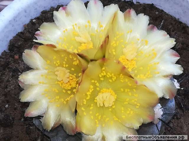 Кактус Копьяпоа Подземная