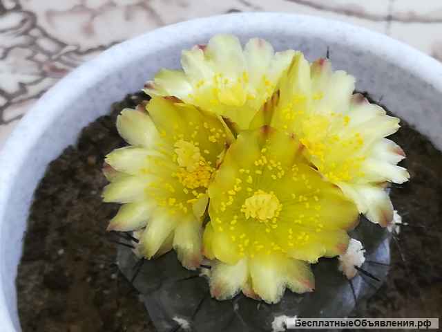 Кактус Копьяпоа Подземная