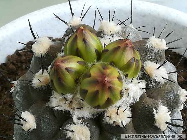 Кактус Копьяпоа Подземная