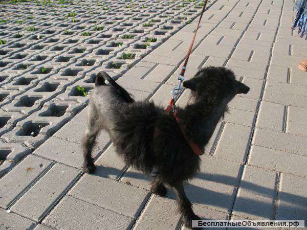 Стрижка кошек