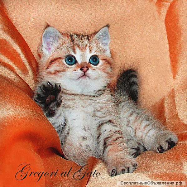 Британская золотая шиншилла котята