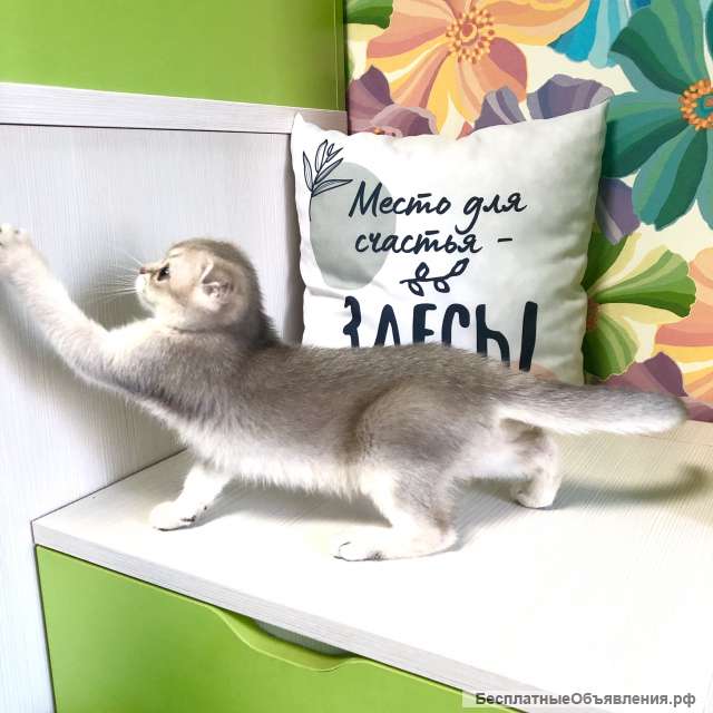 Шотландские кошки голубая золотая шиншилла