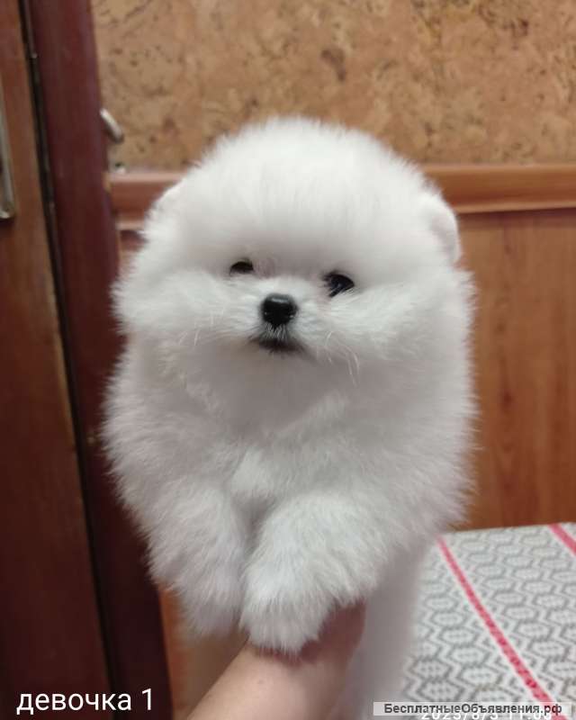 Шикарные белые померанские шпицы РКФ