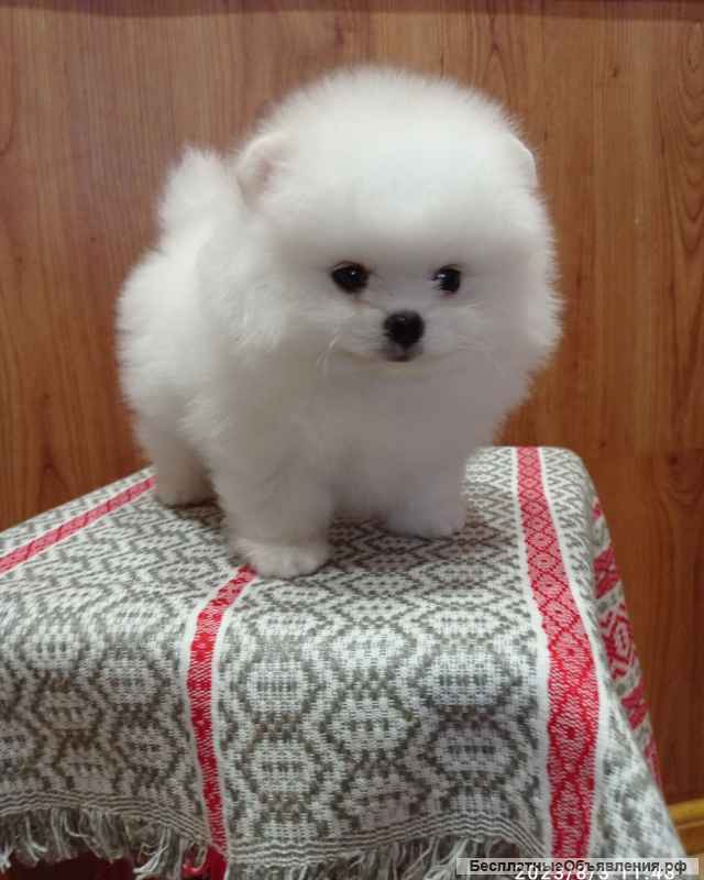 Шикарные белые померанские шпицы РКФ