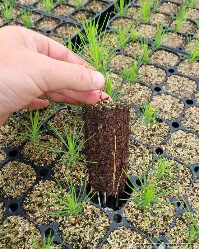 Сеянцы ели, сосны (ЗКС)