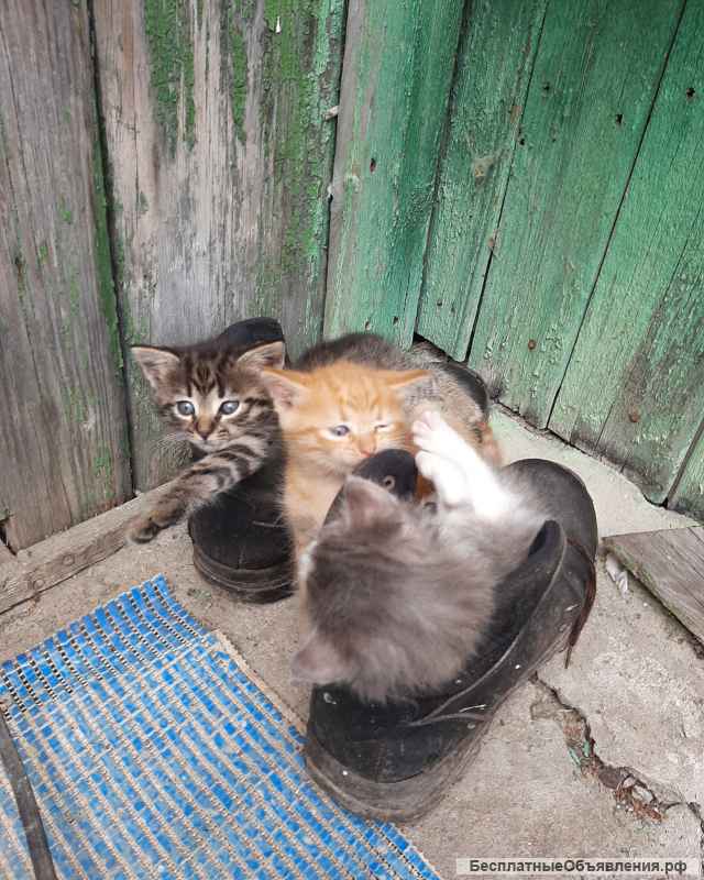 Отдам в хорошие руки милых котят