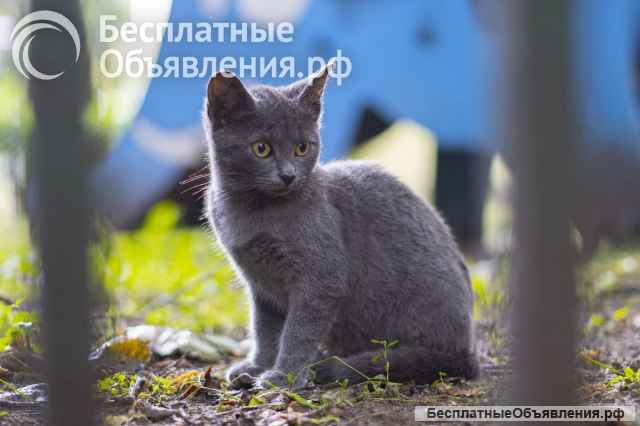 Два котенка мальчик и девочка в добрые руки