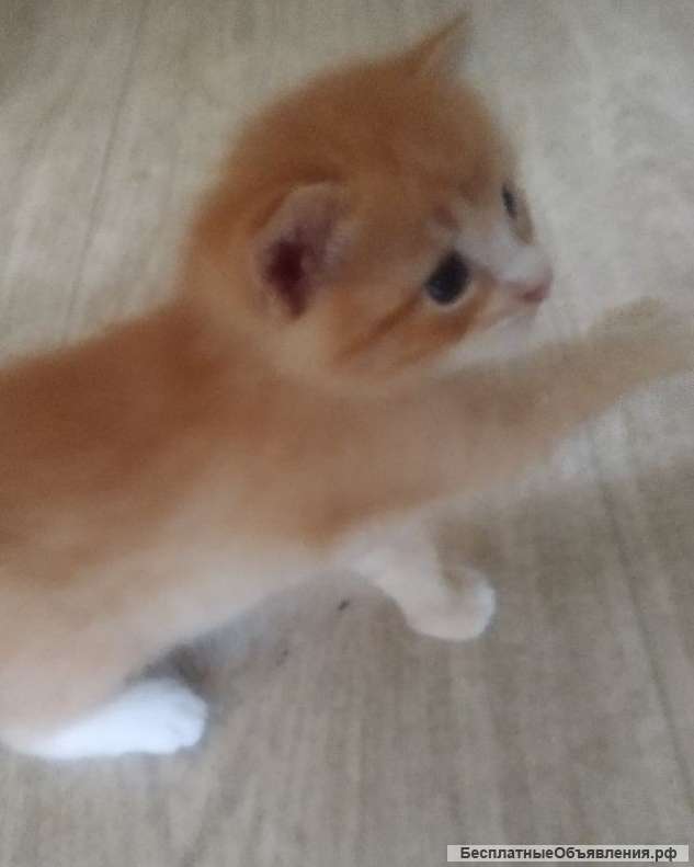 Красивый рыжий котёнок