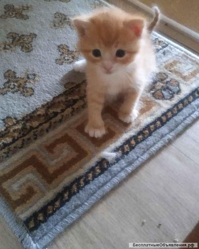 Красивый рыжий котёнок