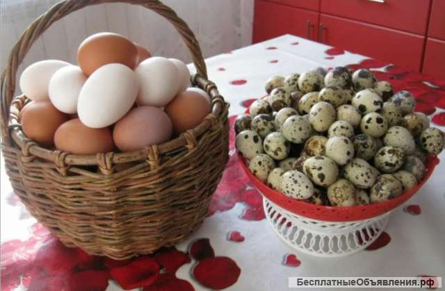 Яички куриные и перепелиные