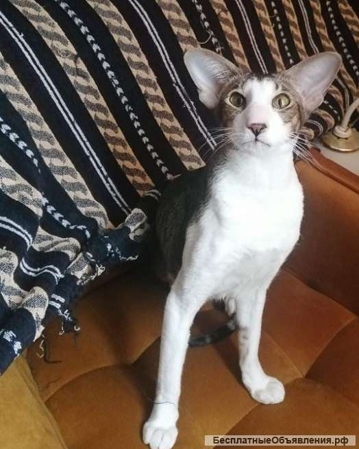 Ориентальная