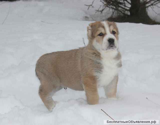 Щенки среднеазиатской овчарки