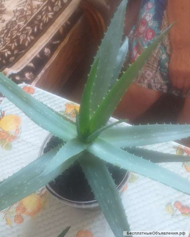 Лечебный алой