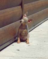 Щенки той-терьера РКФ