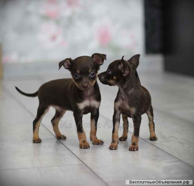 Щенки той-терьера РКФ