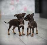 Щенки той-терьера РКФ
