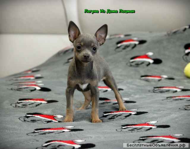 Щенки той-терьера РКФ