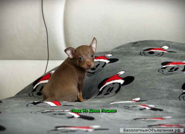 Щенки той-терьера РКФ