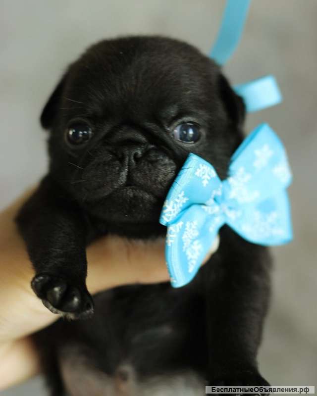 Мопс щенок мальчик РКФ