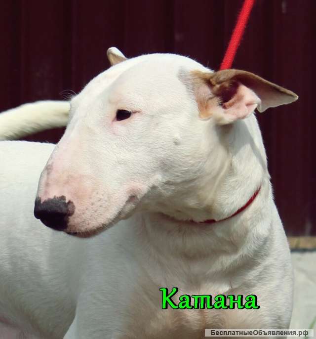 Девочка Стандартного Бультерьера