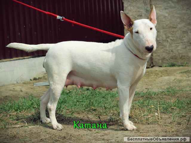 Девочка Стандартного Бультерьера