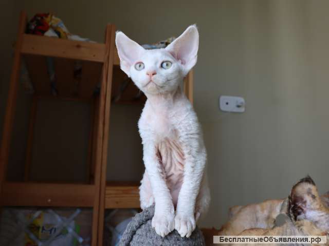 Чистокровные девон рекс питомник из Германии