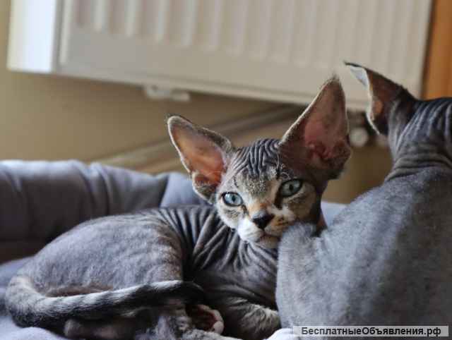 Чистокровные девон рекс питомник из Германии