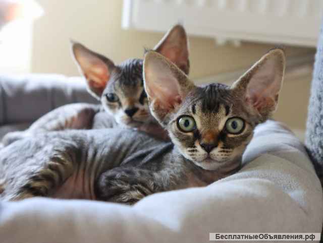 Чистокровные девон рекс питомник из Германии