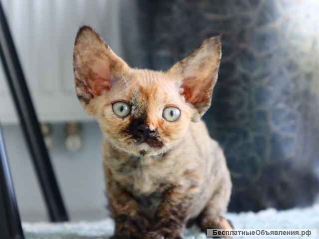 Чистокровные девон рекс питомник из Германии