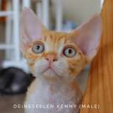 Чистокровные девон рекс питомник из Германии