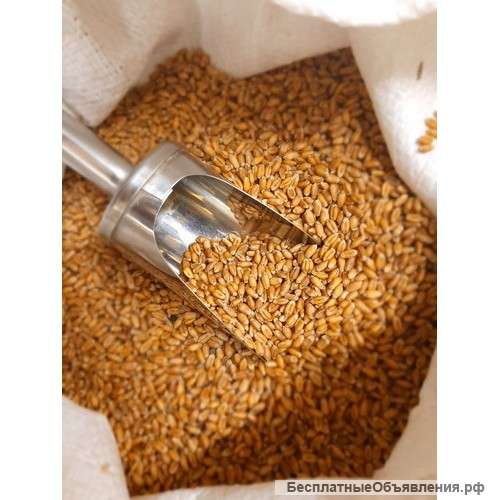 Интернет-магазин продуктов питания Мой-Хлеб