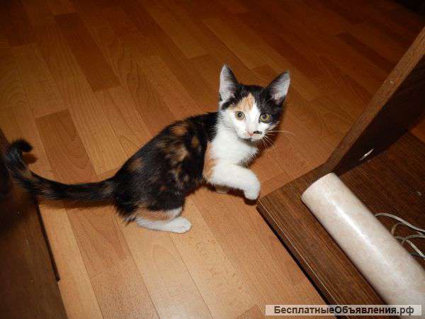 Отдам 3х цветного котенка в добрые руки