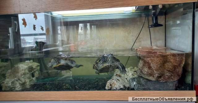 Две красноухие черепахи