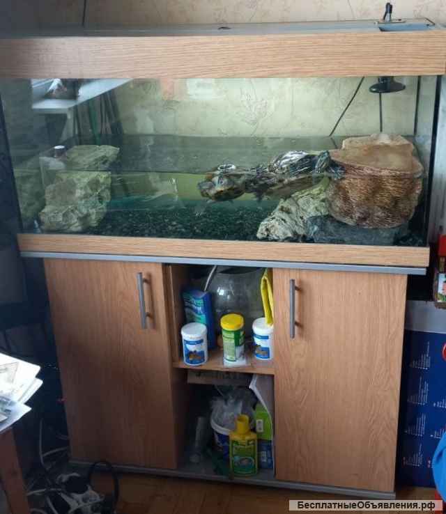 Две красноухие черепахи