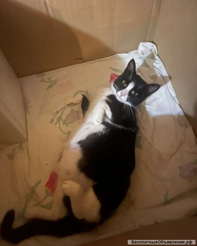 Котята от кошки крысоловки