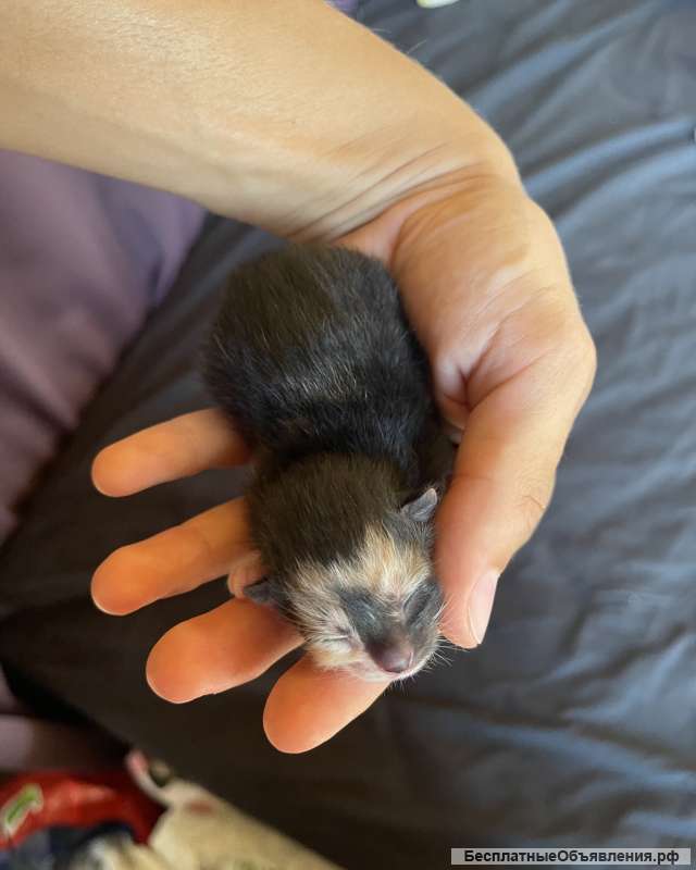 Котята от кошки крысоловки