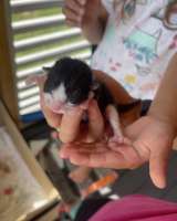 Котята от кошки крысоловки