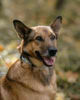 Блейз ищет дом