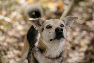 Лунь ищет дом